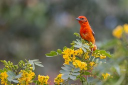 flame coloured tanager