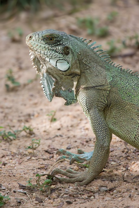 iguana