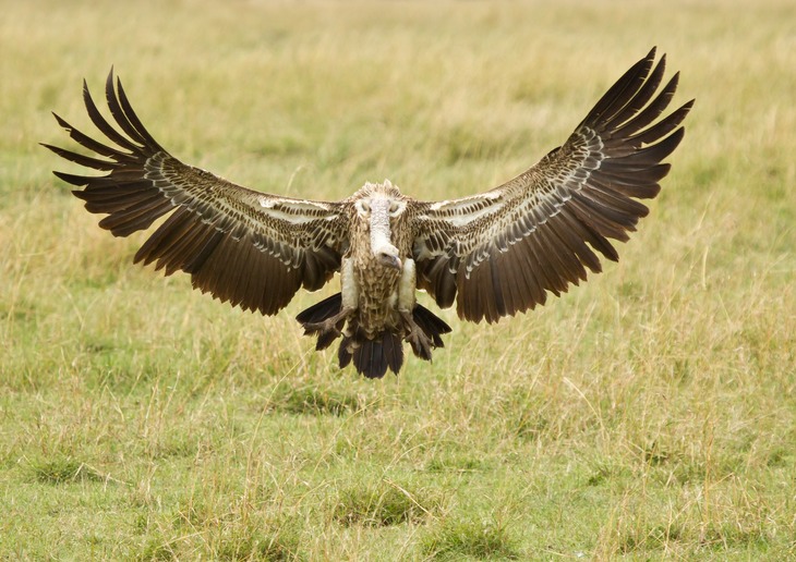 ruppell's vulture