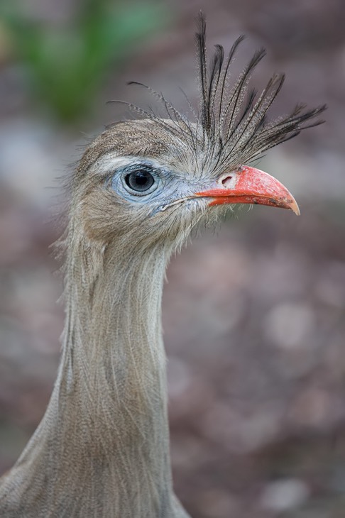 red legged seriema