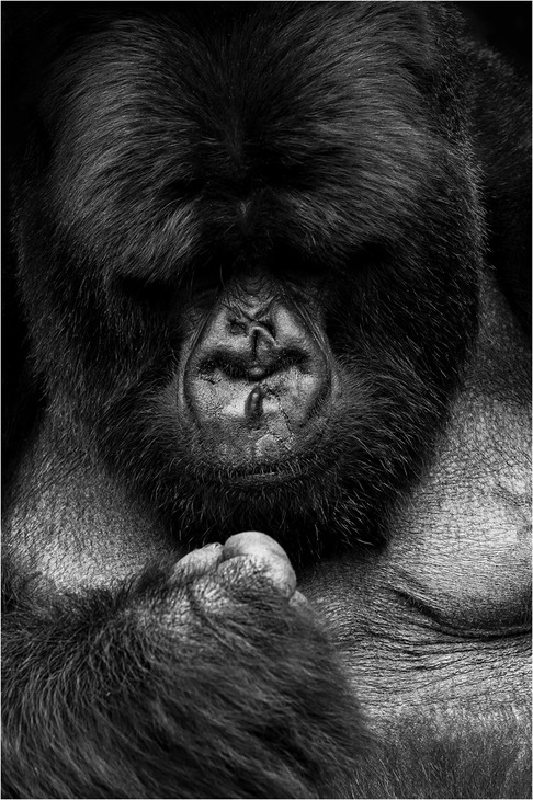 mountain gorilla