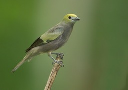 palm tanager