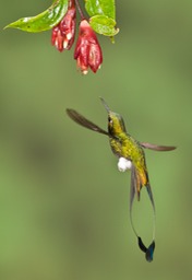 booted racket tail