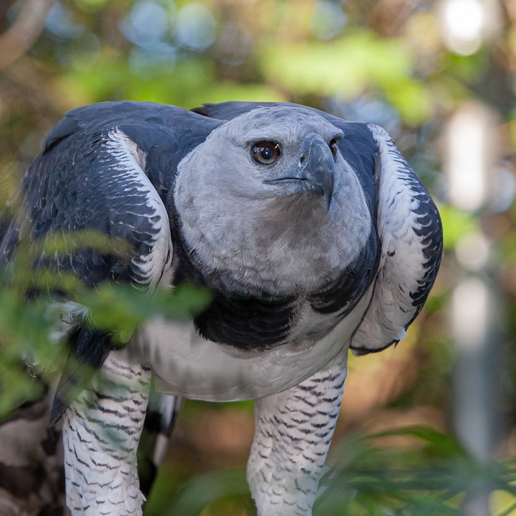 harpy eagle