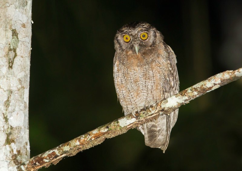 tawny bellied screech owl