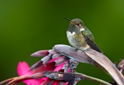 volcano hummingbird