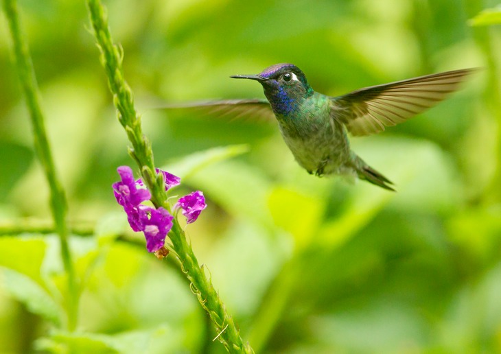 violet headed hummingbird
