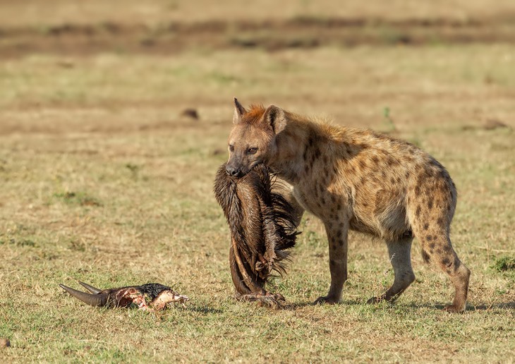 spotted hyena