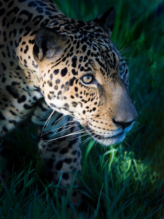 jaguar