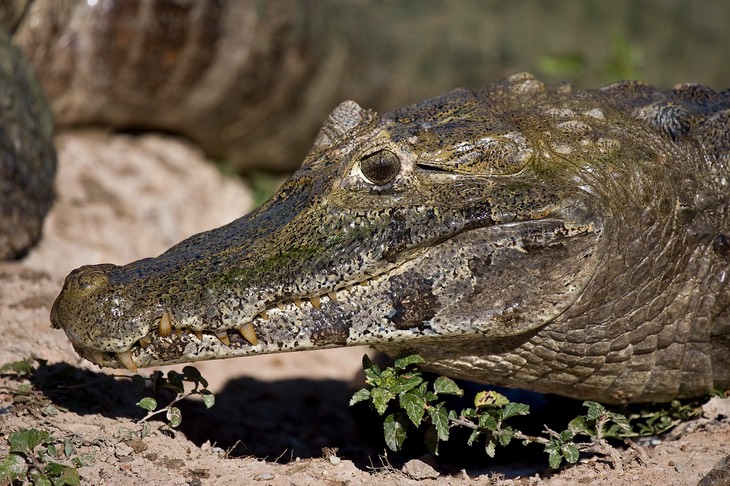 caiman