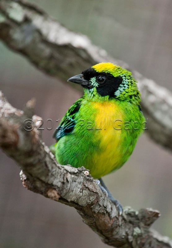 green and gold tanager