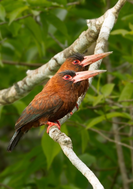 purus jacamar