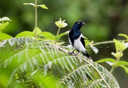 magpie tanager