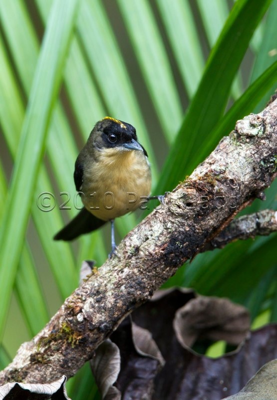 black goggled tanager