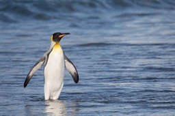 king penguin