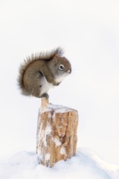 american red squirrel
