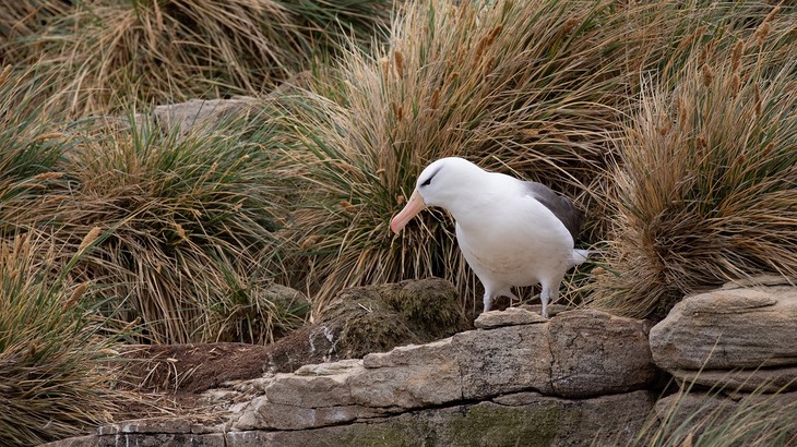 black browed albatross