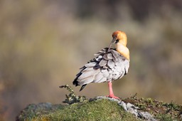 buff necked ibis