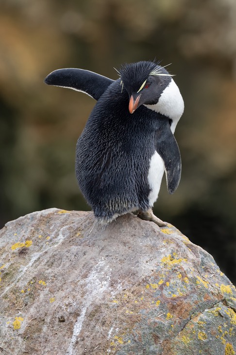 rockhopper penguin