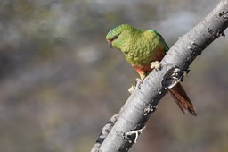 austral parakeet