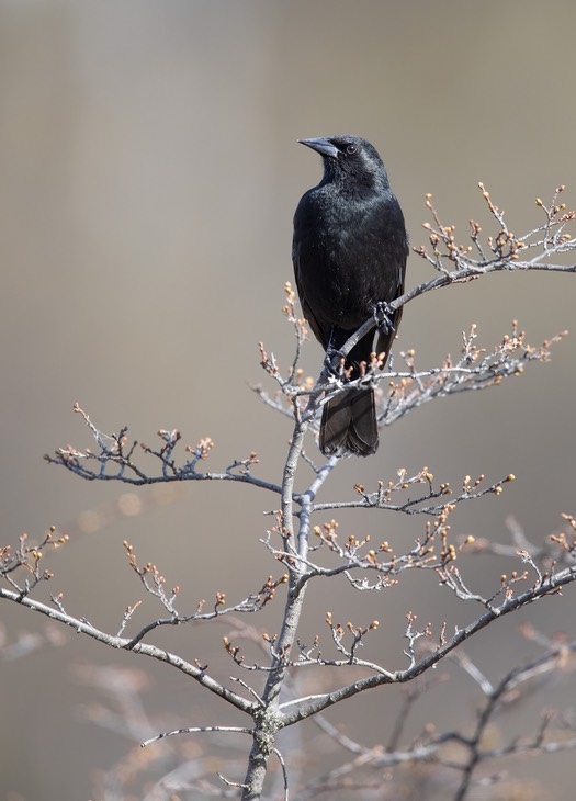 austral blackbird