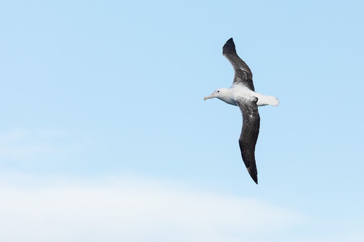 southern royal albatross