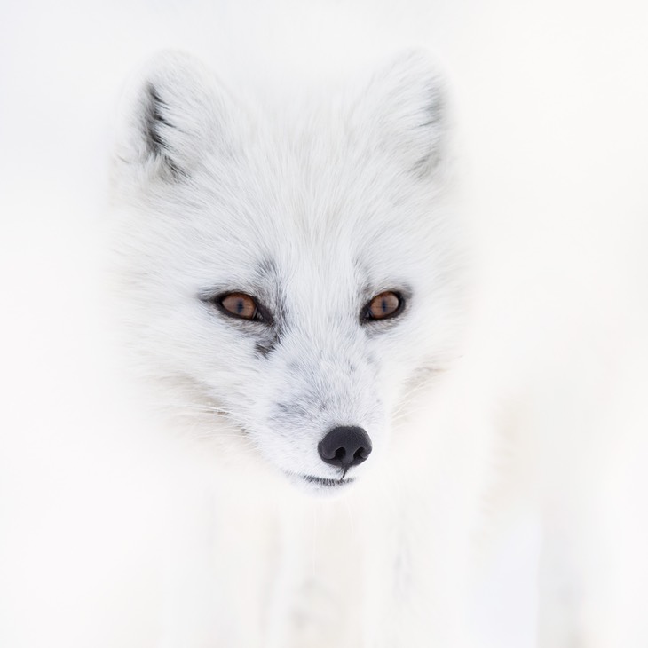 arctic fox