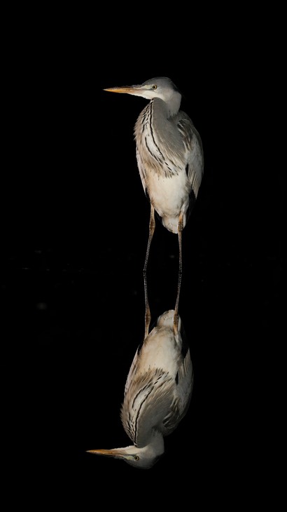 grey heron