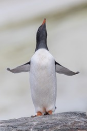 gentoo penguin