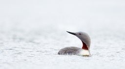 red throated diver