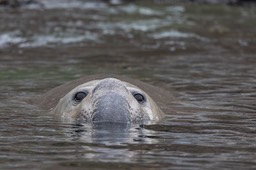 southern elephant seal