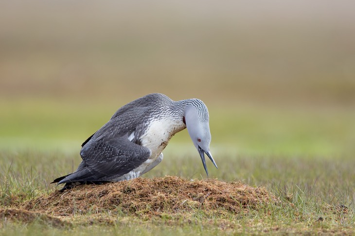 red throated diver