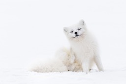 arctic fox