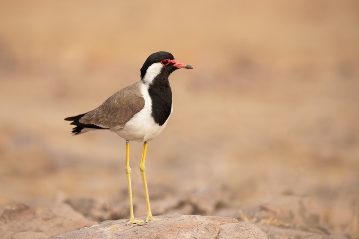 red wattled plover