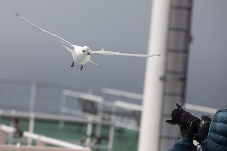 snow petrel