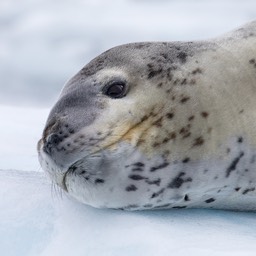 leopard seal