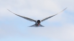 antarctic tern