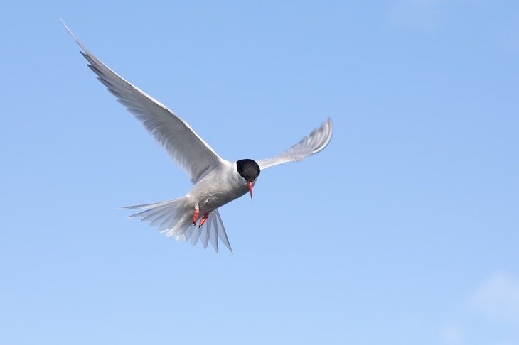 antarctic tern