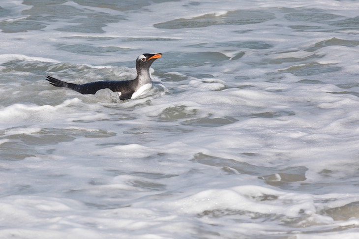 gentoo penguin