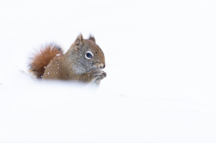 american red squirrel