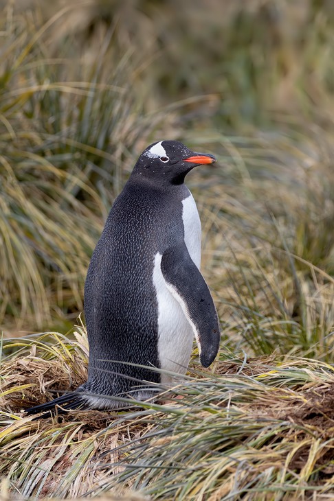 gentoo penguin