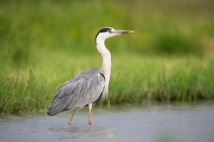 grey heron