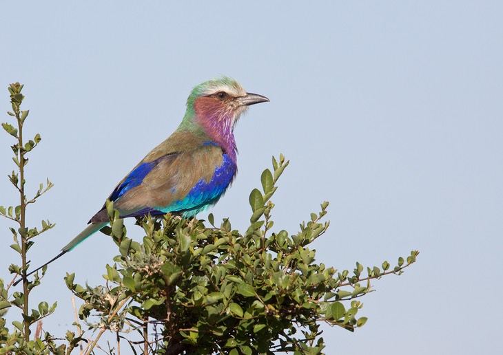 lilac breasted roller