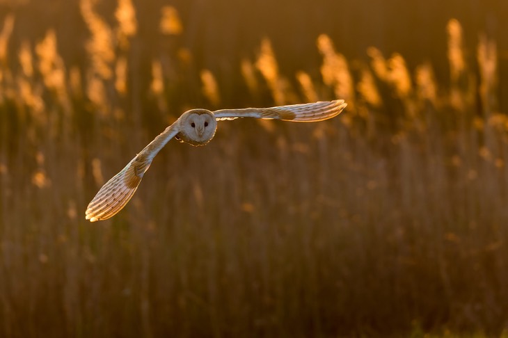 barn owl