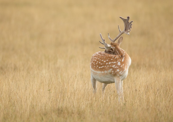 fallow deer