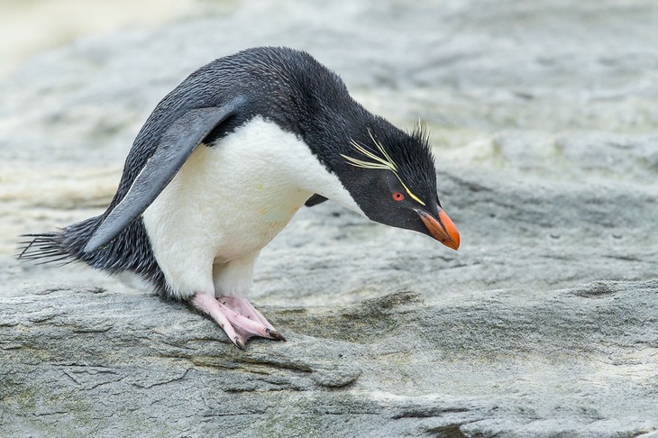 southern rockhopper penguin