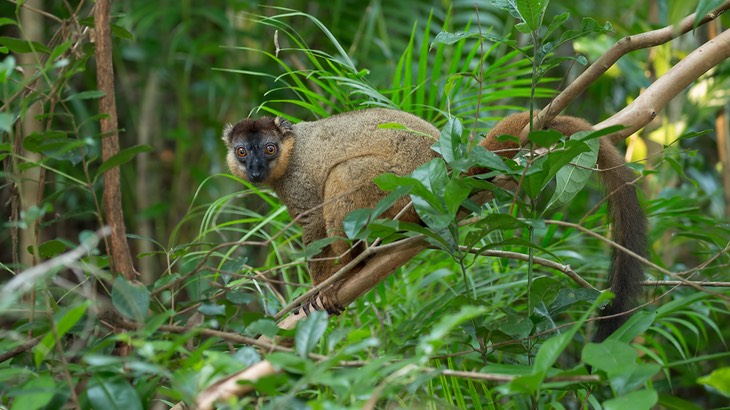 red collared lemur