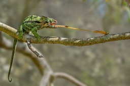 globe horned chameleon