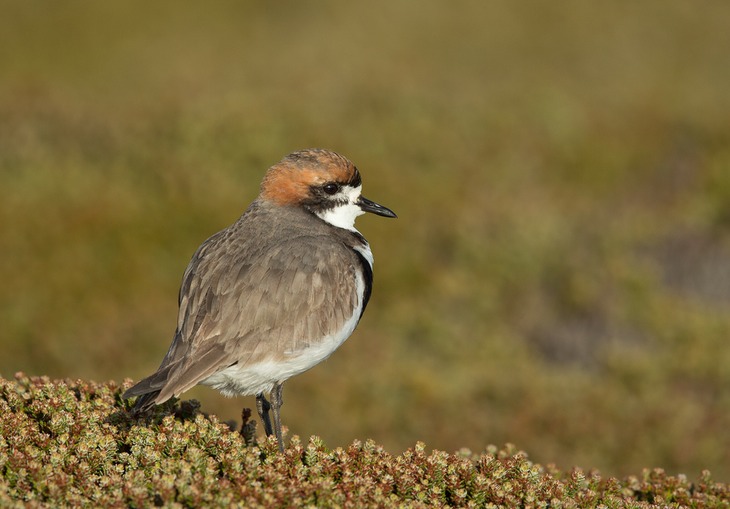 two banded plover