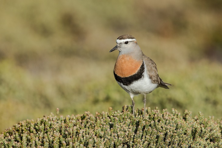 rufous chested dotterel